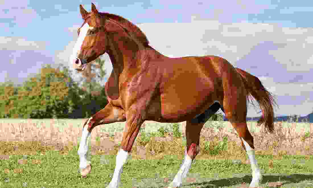 Kurasi Horse