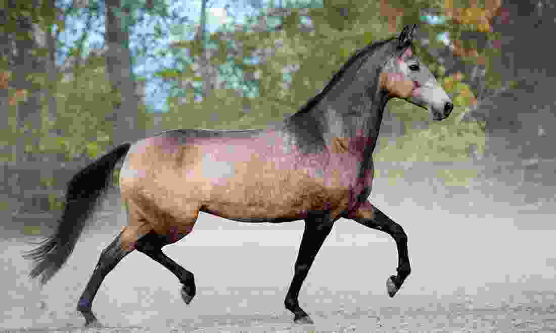 Barry Horse